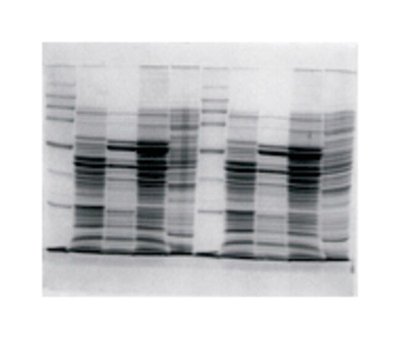 Thermo Fisher Owl™ P8DS Dual-Gel Vertical Electrophoresis Systems